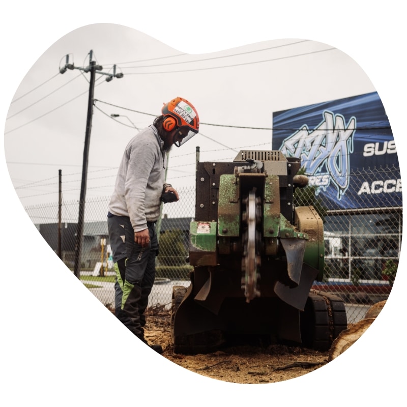 A skilled worker wearing a safety helmet and protective gear operates a powerful green machine of stump grinding in Brighton in a lush outdoor environment.