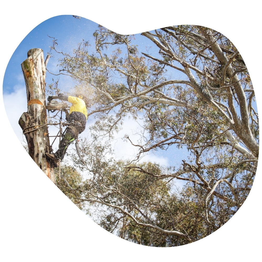 A professional service of tree lopping in Abbotsford. The man wears safety gear and he cuts a large tree trunk with a chainsaw, surrounded by eucalyptus branches under a bright blue sky.