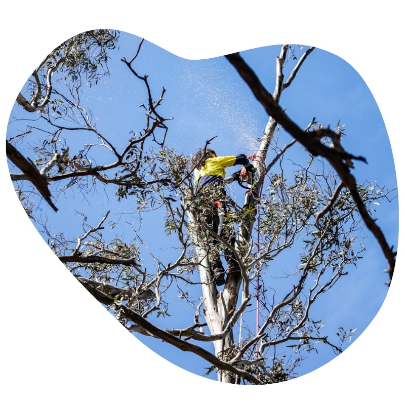 Arborist using a chainsaw for tree pruning in Sandringham, high up in a tall tree on a clear day.