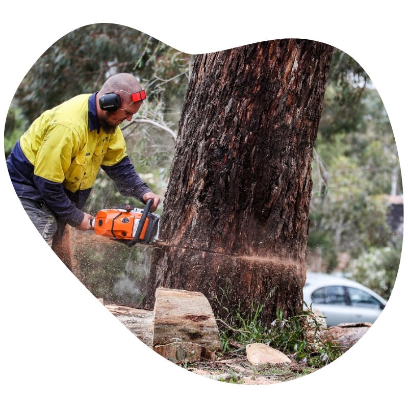 Professional arborist performing tree removal in Albert Park, cutting down a large tree with a chainsaw for safety.