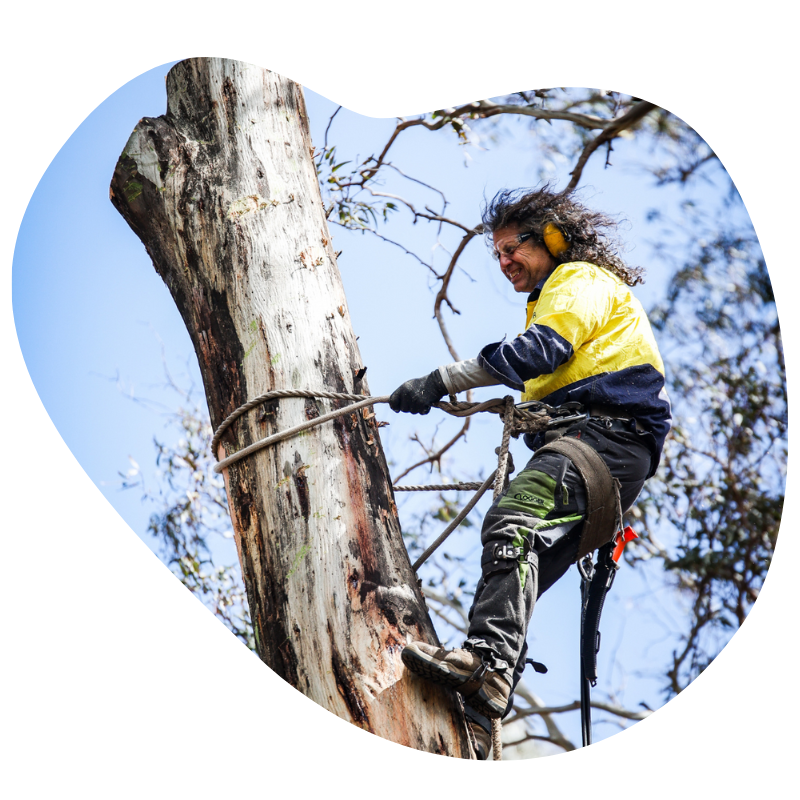 Tree Removal Caroline Springs expert climbing and securing ropes for safe tree removal in a tall tree.