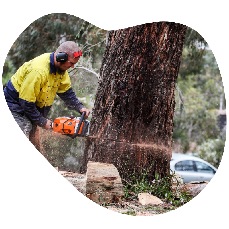 Tree Removal Caroline Springs worker using chainsaw to cut down a large tree trunk safely