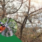 Professional tree trimming service removing excess branches for safety and health.