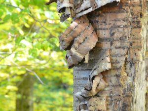 Close-up of peeling bark as a symptom of a dying tree in a lush green area.