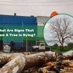 Illustration showing signs of a dying tree with leafless branches in an industrial setting.