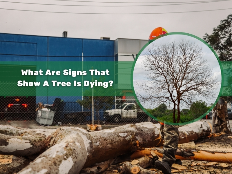 Illustration showing signs of a dying tree with leafless branches in an industrial setting.