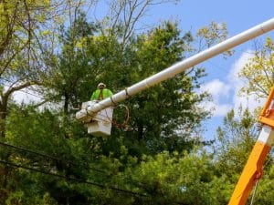 A worker carefully trims branches from a tall, mature tree using professional equipment.