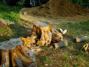 Large tree stump in a yard ready to be removed by professional tree stump removal services.