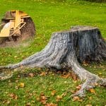 Large tree stump in need of removal from a garden area, showcasing the process to remove tree stump.