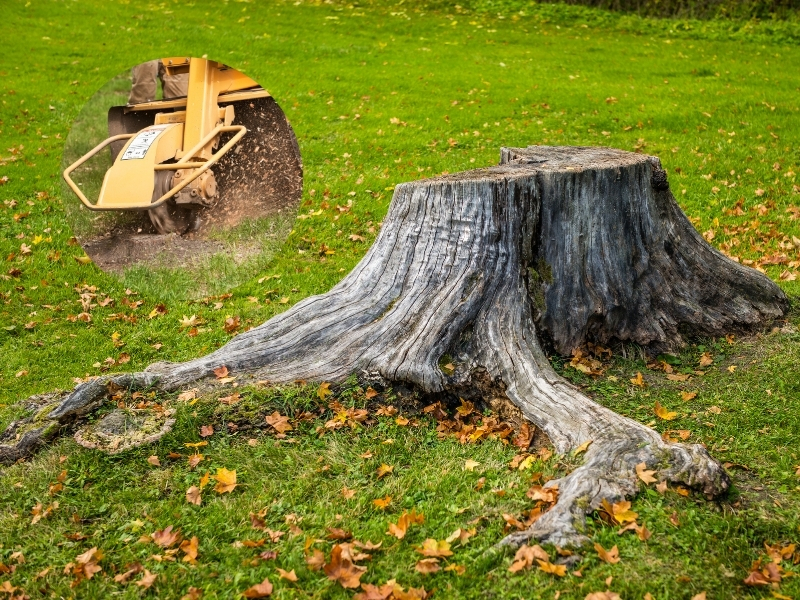 Large tree stump in need of removal from a garden area, showcasing the process to remove tree stump.