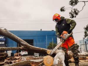 Arborist using a chainsaw to remove a large dying tree on an industrial site.