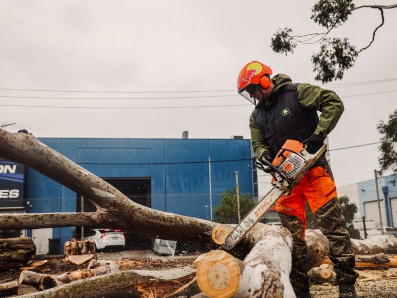 Signs That Show A Tree Is Dying?