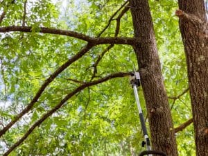 A close-up of a powerful trimming tool cutting through a thick tree branch, perfect for trimming big trees.