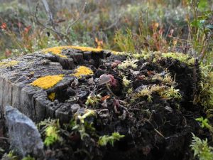 A large, decaying tree stump covered in moss and lichen, slowly rotting away in a forest.