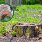 A weathered rotting tree stump, decaying in a forest clearing.