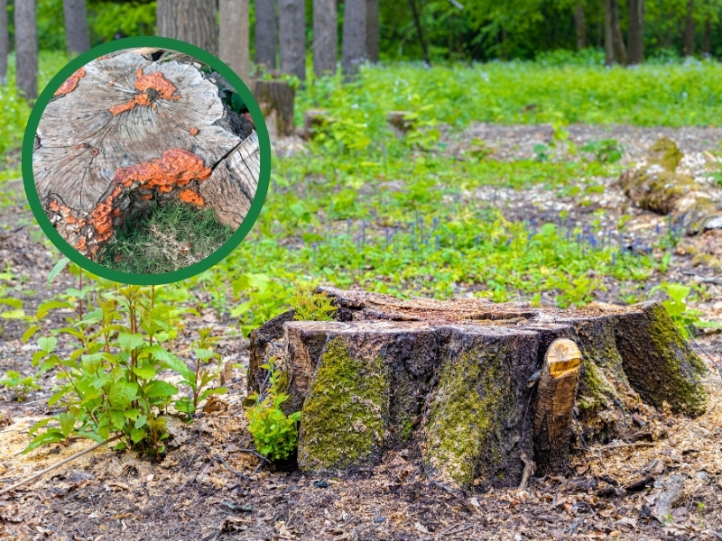 A weathered rotting tree stump, decaying in a forest clearing.