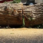 Fallen tree blocking driveway, highlighting the importance of timely tree removal.