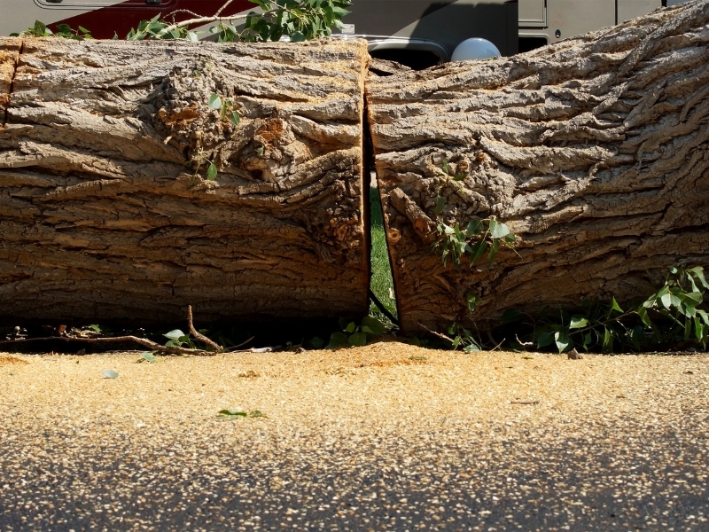 Fallen tree blocking driveway, highlighting the importance of timely tree removal.