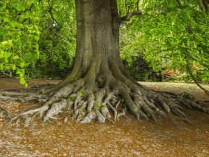 Complex tree root system in a lush setting, showcasing how root complexity impacts the cost for stump grinding.