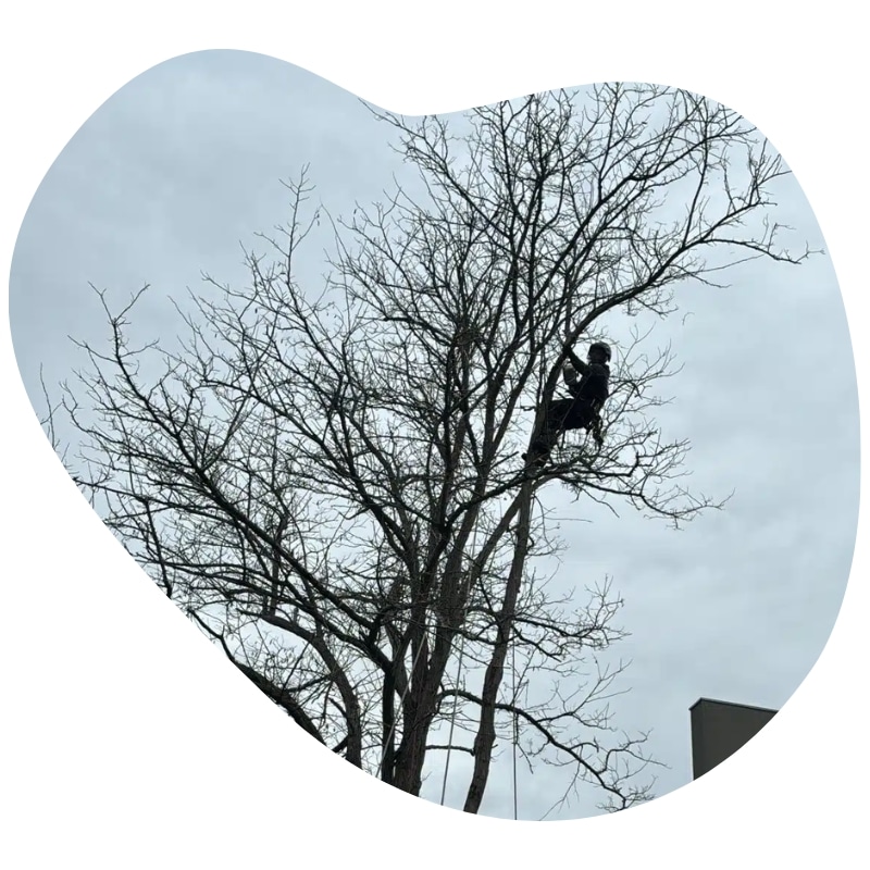 Certified arborist performing Tree Pruning St Albans, trimming branches of a leafless tree using safety ropes on a cloudy day.