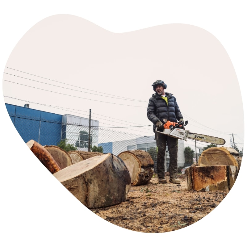 Professional arborist performing tree removal in St Albans with a chainsaw, surrounded by large tree stumps.