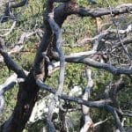 Dead branches on a tree, indicating potential health issues or damage, requiring prompt attention for tree care.