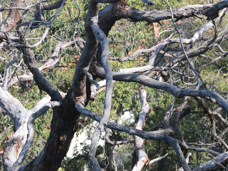 Dead branches on a tree, indicating potential health issues or damage, requiring prompt attention for tree care.