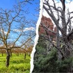 Comparison of healthy and unhealthy trees, helping identify if a tree is dead or dormant during assessment.