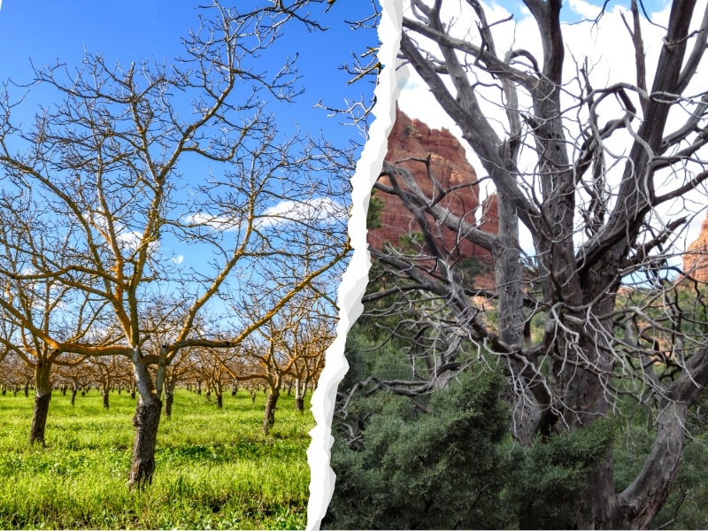 Comparison of healthy and unhealthy trees, helping identify if a tree is dead or dormant during assessment.