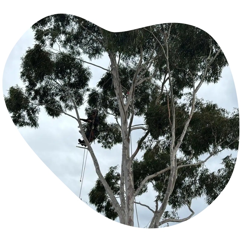 Professional arborist conducting Tree Pruning St Albans, using climbing gear to trim branches on a tall eucalyptus tree.