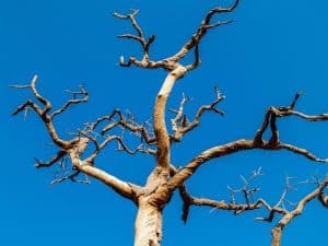 Dead branches on tree against a bright blue sky.