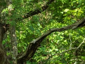 Dead branches on tree, contrasting with lush green foliage in a natural setting.