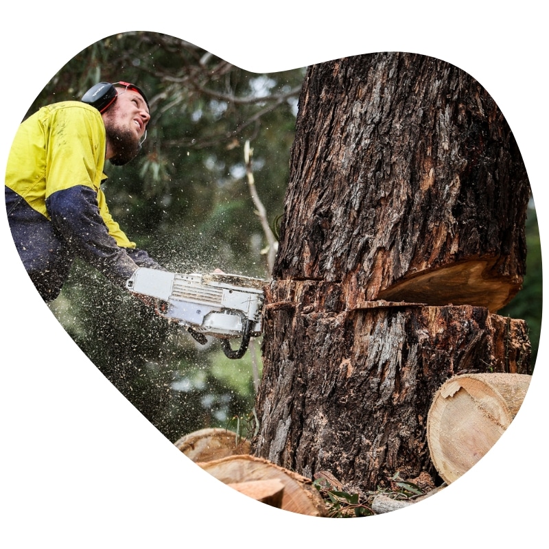 Certified arborist using a chainsaw for tree removal services, cutting a large tree trunk with safety gear and precision.