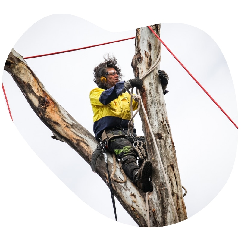 Trust our skilled arborists in Mentone to safely remove your hazardous trees with precision and care. Certified and equipped for optimal results.