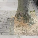 Tree roots lifting pavement and causing uneven sidewalks, leading to potential tripping hazards.