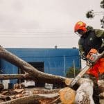 Professionals use a chainsaw to cut down a tree, highlighting the cost of removing dead tree services.