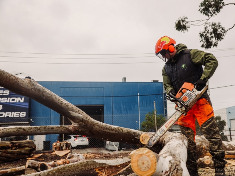 Professionals use a chainsaw to cut down a tree, highlighting the cost of removing dead tree services.