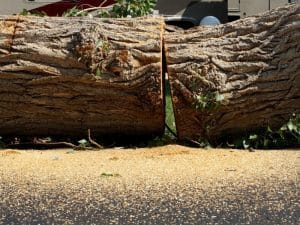 A large tree trunk was cut in half, highlighting the potential cost of removing a dead tree.