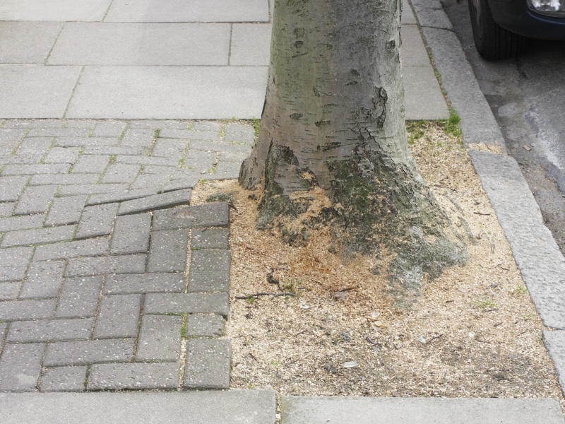 Tree roots lifting pavement and causing uneven sidewalks, leading to potential tripping hazards.