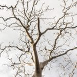 Bare standing dead tree with brittle branches, demonstrating standing dead tree risks such as falling limbs and potential injuries.