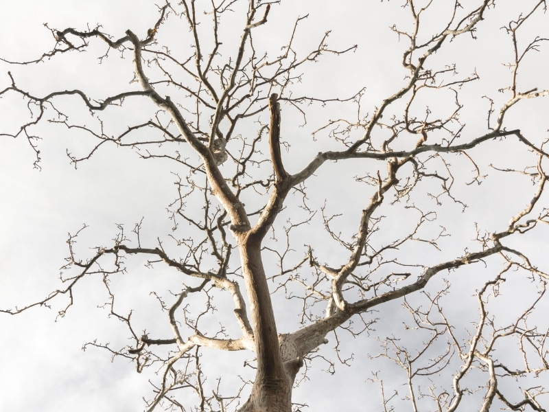 Bare standing dead tree with brittle branches, demonstrating standing dead tree risks such as falling limbs and potential injuries.