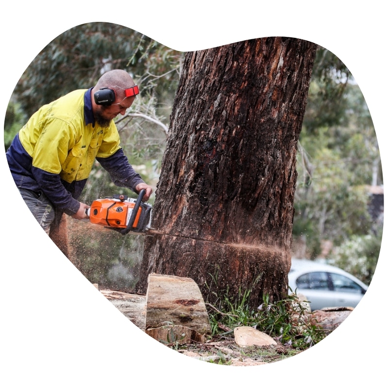 Professional arborist performing tree removal in Sydenham, cutting down a large tree with a chainsaw for safety.
