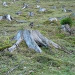 A field of tree stumps left after deforestation, highlighting the importance of eco-friendly tree root grinding for land restoration.
