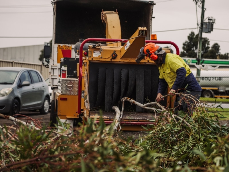A man is removing trees from backyard, feeding branches into a woodchipper.