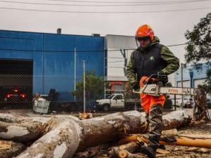 Arborist using a chainsaw to remove damaged trees infested with acacia tree pests near an industrial site.