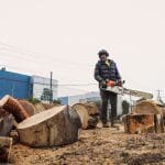 A man with a Stihl chainsaw is removing a pine tree, surrounded by chunky logs. Another worker is in the background.