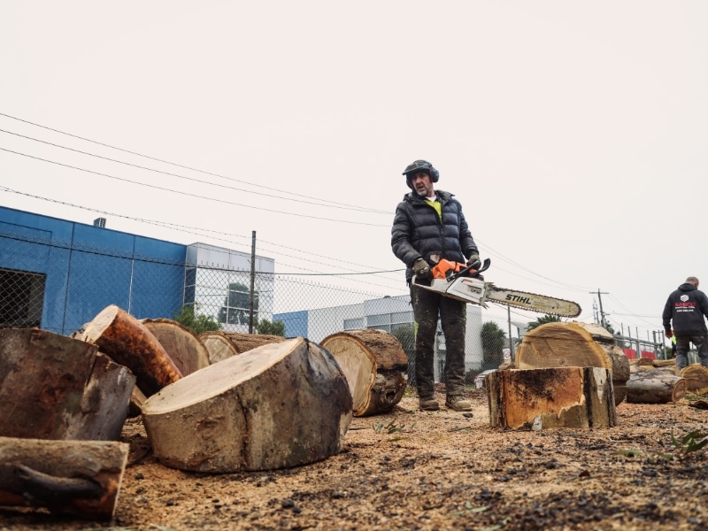 A man with a Stihl chainsaw is removing a pine tree, surrounded by chunky logs. Another worker is in the background.