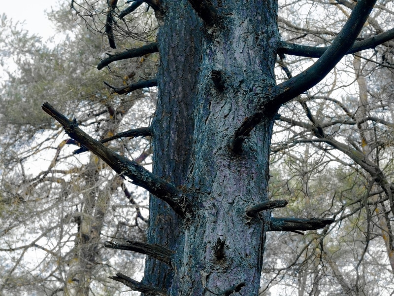 Close-up of a dying tree trunk showing signs of damage caused by acacia tree pests in a forest area.