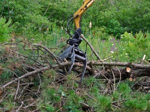 A mechanical grabber is removing a pine tree amongst lush green foliage.