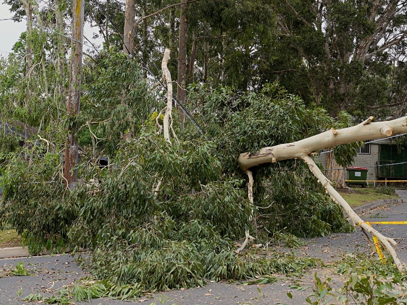 Fallen gum tree blocking road and power lines after storm, showing dangers when trying to remove a fallen tree.